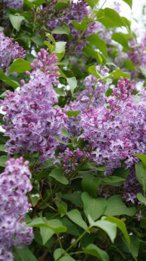 Yeşil yapraklı dallarda açan leylakların narin yaprakları.