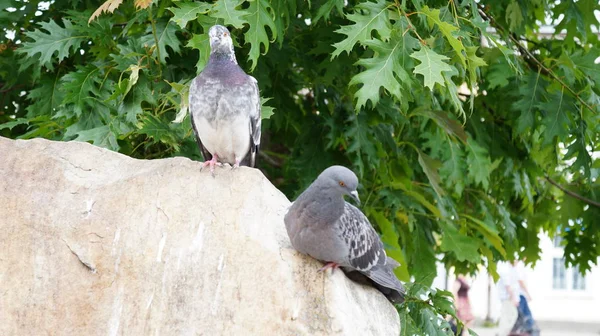 Twee Duiven Een Granieten Rotsblok Een Achtergrond Van Groen Gebladerte — Stockfoto