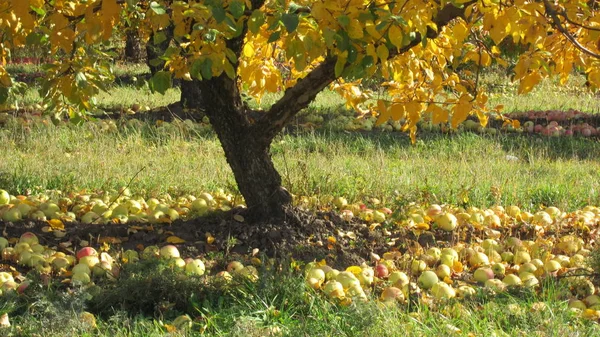Manzano Con Hojas Amarillas Muchas Manzanas Caídas Suelo — Foto de Stock