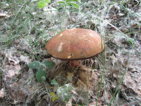 Βρώσιμο Μανιτάρι Boletus Ένα Καφέ Καπέλο Μεταξύ Πράσινο Γρασίδι — Φωτογραφία Αρχείου