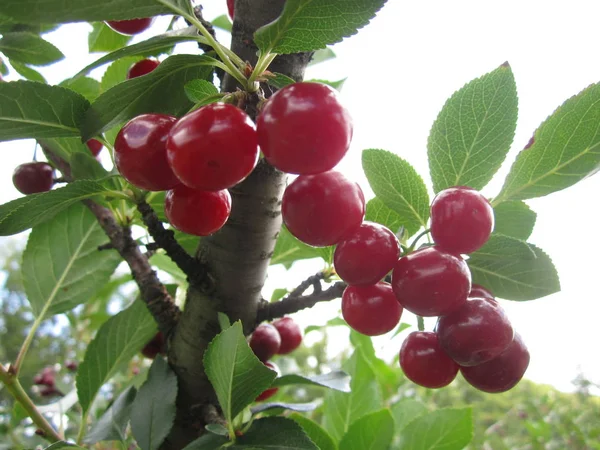 Frutos Cereza Maduros Una Rama Con Hojas Verdes — Foto de Stock