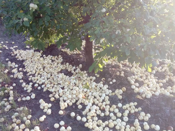 Διασπορά Ώριμων Μήλων Στο Έδαφος Κάτω Από Μηλιά — Φωτογραφία Αρχείου