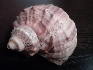 Deniz kabuğu koyu arka plan üzerinde