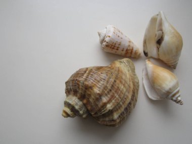 Değişik şekil ve renklerde deniz kabukları