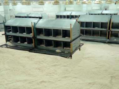 raf, yuvalar, metal, kümes hayvanları, üretim, tavuklar, kümes hayvanları, zemin, gri