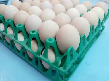 Yeşil plastik hücrelerde tavuk yumurtası