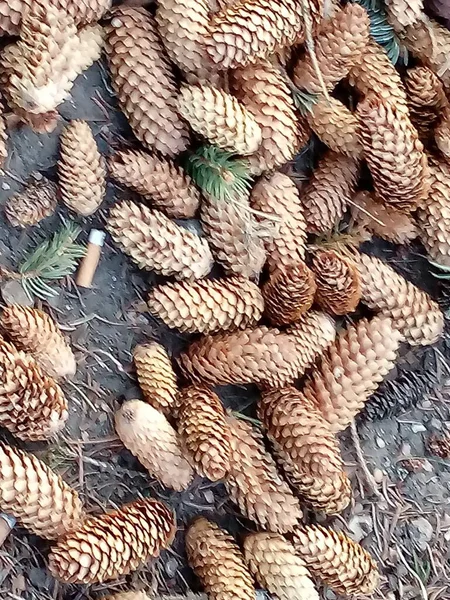 Uma Dispersão Cones Abeto Superfície Solo — Fotografia de Stock