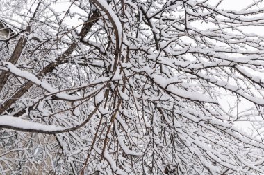 karla kaplı ağaç dalları