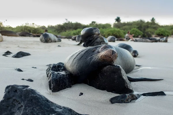 Um leão-marinho das Galápagos repousando sobre uma rocha . — Fotografia de Stock