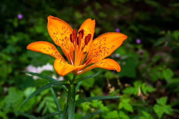 Закрыть один потрясающий оранжевый цветок, изолированный на зеленом фоне — стоковое фото