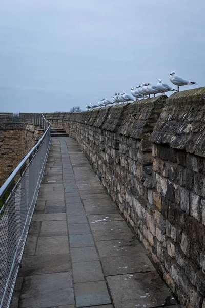 Una fila de aves marinas descansando en las murallas de un castillo — Foto de Stock