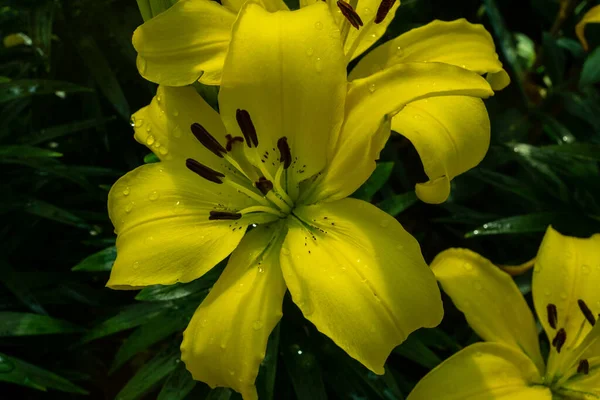 Крупный план ярко-желтой головы цветка тайской лилии — стоковое фото