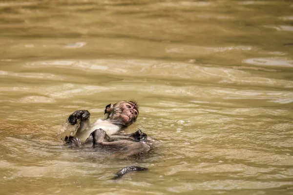 Młody makak pływa na plecach w kałuży wody pozostawionej podczas odpływu na plaży w Parku Narodowym Bako na Borneo. — Zdjęcie stockowe