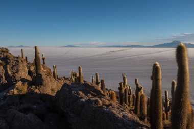 Dünyanın en büyük tuz düzlüğü Bolivya, Güney Amerika Salar de Uyuni Incahuasi Adası denilen eşsiz kaktüs adasından görüldü.