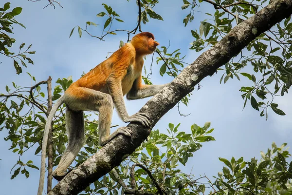 Vzácná a krásná jednooká opice s jedinečným dlouhým nosem v národním parku Bako, Borneo šplhající na větev. — Stock fotografie