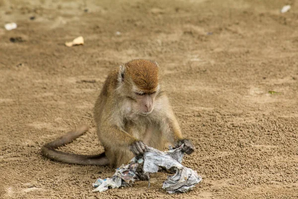 Malý macaque gibbon sbírá odpadky a plastové sáčky na pláži v Bako, Národní park, Borneo — Stock fotografie