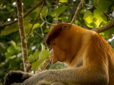 Borneo, Bako Ulusal Parkı 'ndaki bir ağaçta oturan eşsiz uzun burunlu, güzel ve yalnız hortumlu maymunun yakın çekimi.