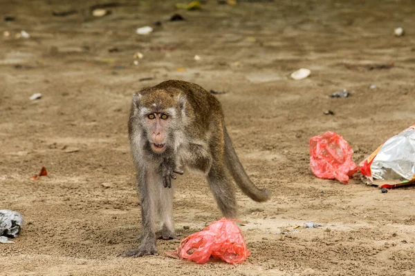 Malý macaque gibbon sbírá odpadky a plastové sáčky na pláži v Bako, Národní park, Borneo — Stock fotografie