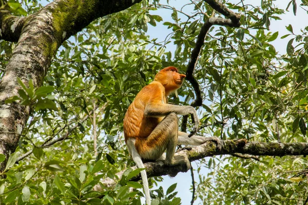 Vzácná a krásná jednooká opice s jedinečným dlouhým nosem sedícím na stromě v národním parku Bako, Borneo — Stock fotografie