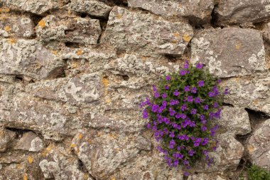 A small clump of beautiful puple flowers bloom on a crumbling stone wall clipart