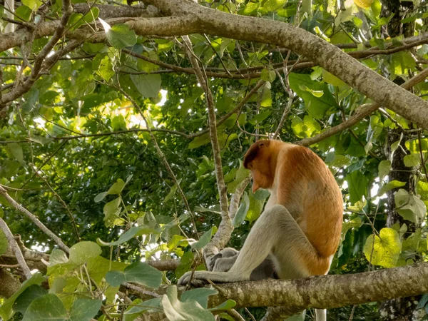 Vzácná a krásná jednooká opice s jedinečným dlouhým nosem sedícím na stromě v národním parku Bako, Borneo — Stock fotografie