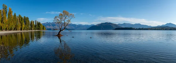Wanaka Gölü 'nün geniş panoramik manzarası ve Wanaka ağacı.