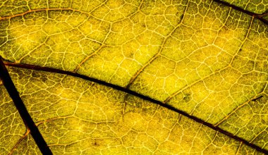 Bir ağacın bir yaprağının arka plan görüntüsü yakın. Yeşil bir yaprak