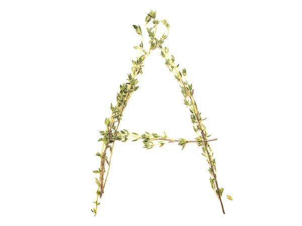 Objeto isolado: soletrado com ramos de alecrim letra do E — Fotografia de Stock