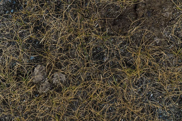 枯れた草の質感。生命のない背景画像。シベリア — ストック写真