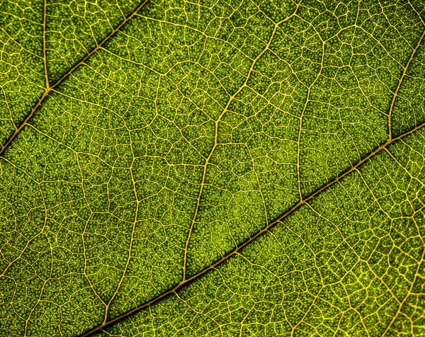 Bakgrundsbild av ett löv i ett träd närbild. Ett grönt blad av en — Stockfoto