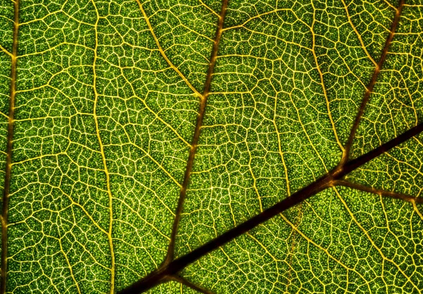 Image de fond d'une feuille d'un arbre gros plan. Une feuille verte d'un — Photo