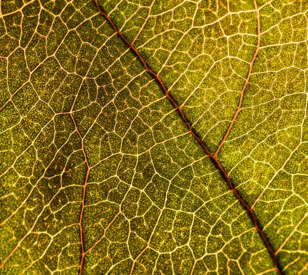 Obraz tła liści drzewa bliska. Zielony liść — Zdjęcie stockowe