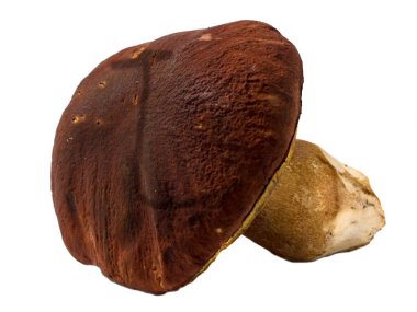 İzole taze çiğ porcini mantar