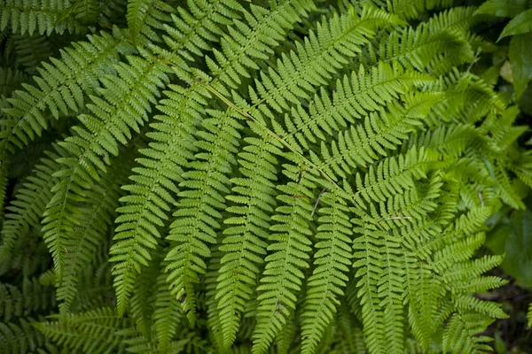 Háttérkép zöld fű. A textúra a friss páfrány — Stock Fotó