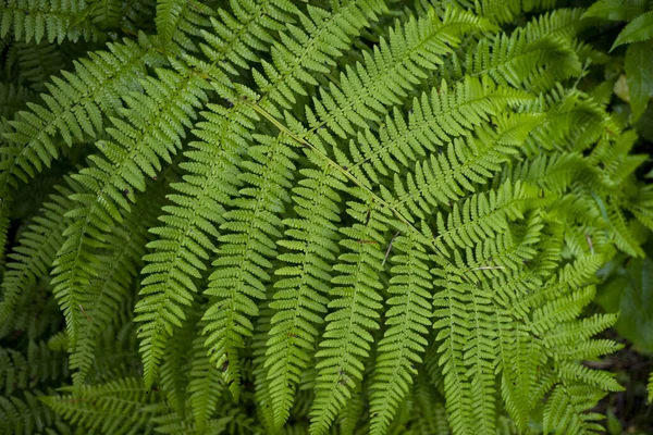 Immagine di sfondo di erba verde. La consistenza della felce fresca — Foto Stock