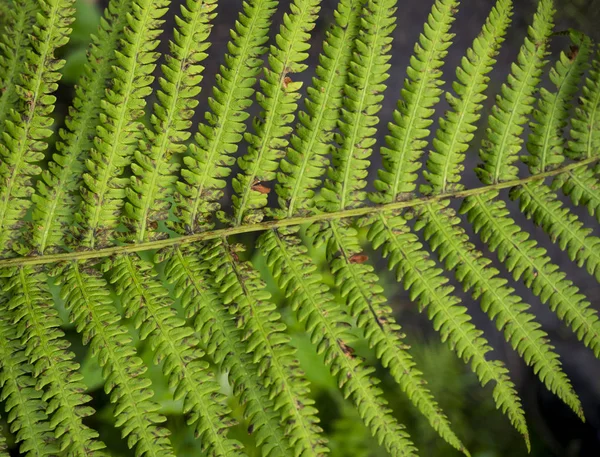 Immagine di sfondo di erba verde. La consistenza della felce fresca — Foto Stock