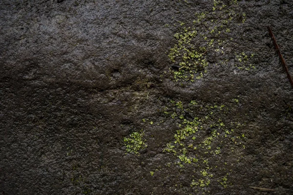Textura de piedra mojada cubierta de musgo. Imagen de fondo de macr — Foto de Stock