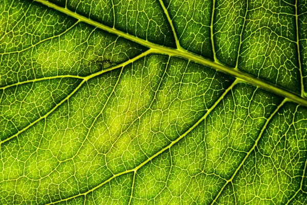 나무 잎의 배경 이미지가 닫힙니다. 녹색 잎의 — 스톡 사진
