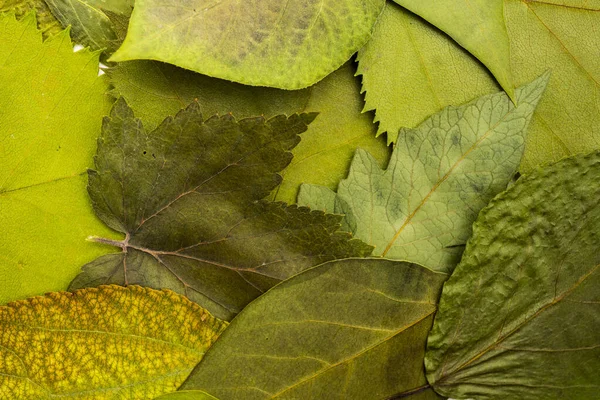 Image de fond de feuilles prises du haut. Foli naturel vert — Photo