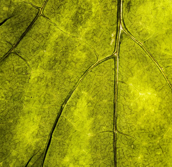 Immagine di sfondo di una foglia di un albero da vicino. Una foglia verde di un — Foto Stock