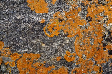 Taşın dokusu yosunla büyümüş. Arka plan görüntüsü o