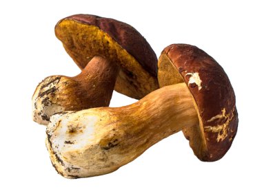 İzole taze çiğ porcini mantar