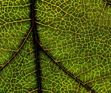 Bir ağacın bir yaprağının arka plan görüntüsü yakın. Yeşil bir yaprak