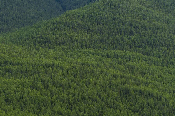 Bir dağ manzara arka plan görüntüsü. Rusya, Sibirya, Altay