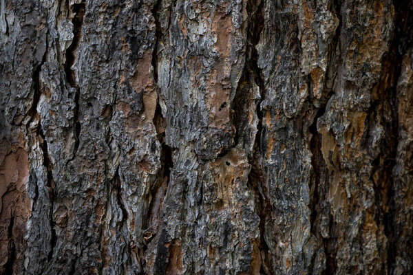 The texture of the bark of a tree. Background image of macro pho