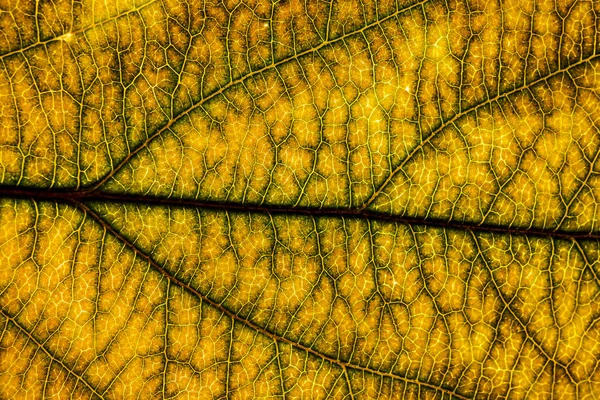 Background image of a leaf of a tree close up. A green leaf of a — Stock Photo, Image