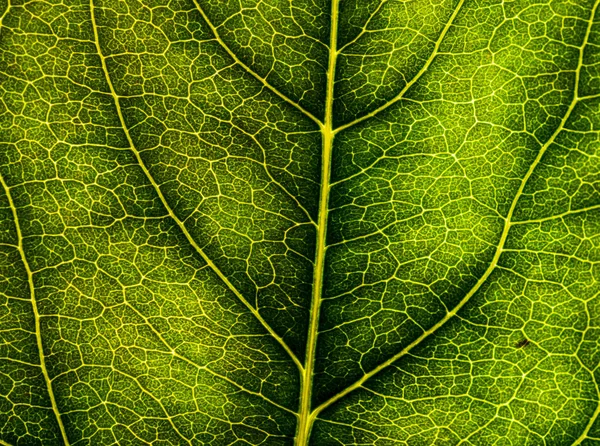 Зображення тла листа дерева крупним планом. Зелений лист — стокове фото