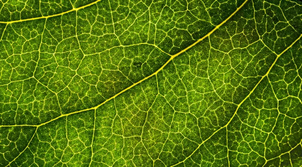 Image de fond d'une feuille d'un arbre gros plan. Une feuille verte d'un — Photo