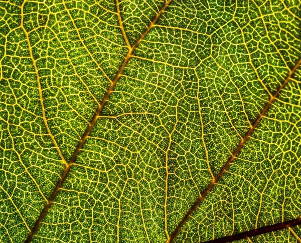 木の葉の背景画像をクローズアップします。の緑の葉 — ストック写真