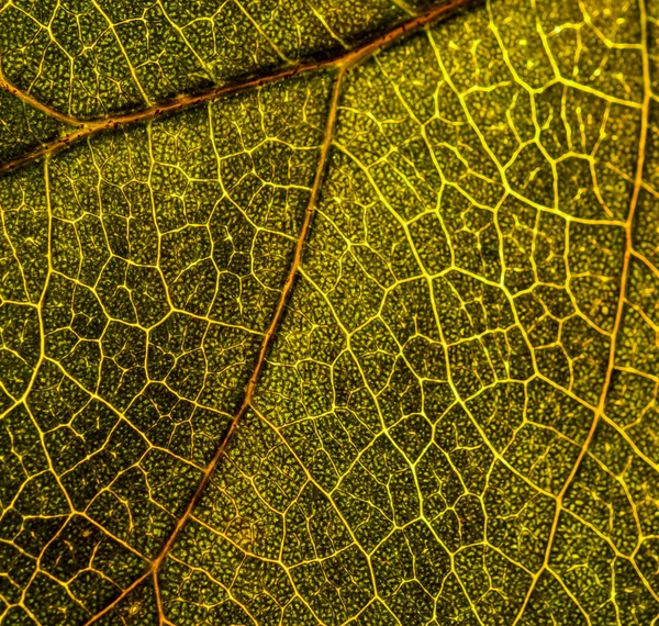 Image de fond d'une feuille d'un arbre gros plan. Une feuille verte d'un — Photo